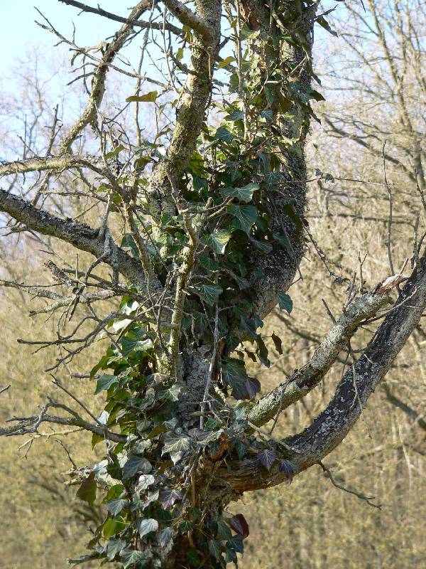 Unser Orchideenpark Bild Nr.108